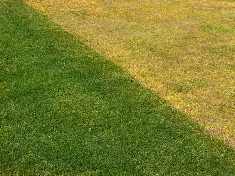 Green vs Dead Lawn